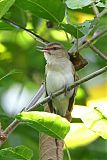 Black-whiskered Vireo