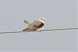 Black-winged Kite