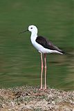 Black-winged Stilt