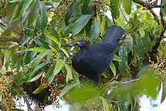 Black Guan perching/standing at Panama