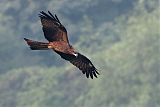 Black Kite