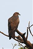 Black Kite