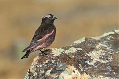 Black Rosy-Finch