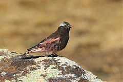 Black Rosy-Finch