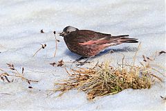 Black Rosy-Finch