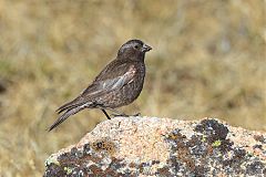 Black Rosy-Finch