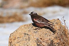 Black Rosy-Finch