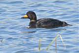 Black Scoter