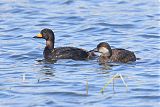 Black Scoterborder=