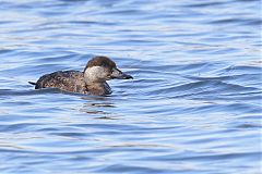 Black Scoter