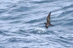 Black Storm-Petrel