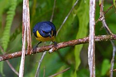 Blue-and-gold Tanager
