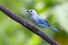 Blue-gray Tanager perching/standing at Panama