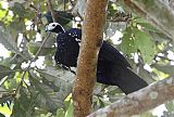 Blue-throated Piping-Guan