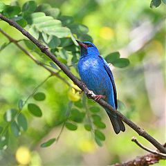 Blue Dacnis perching/standing at Panama