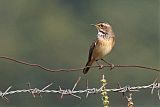 Bluethroat