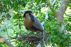 Boat-billed Heron nesting at El Salvador