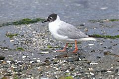 Bonaparte's Gull