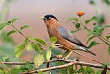 Brahminy Starling