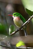 Broad-billed Tody