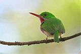 Broad-billed Tody