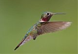 Broad-tailed Hummingbirdborder=