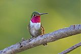 Broad-tailed Hummingbirdborder=