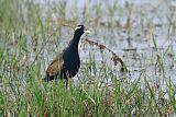 Bronze-winged Jacana