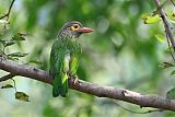 Brown-headed Barbet