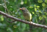 Brown-headed Barbet