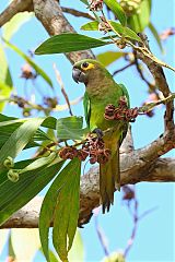 Brown-throated Parakeet perching/standing at Panama