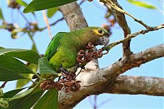 Brown-throated Parakeet perching/standing at Panama