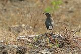 Brown Rock Chat