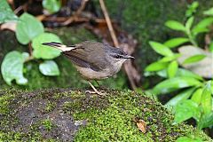 Buff-rumped Warbler perching/standing at Panama