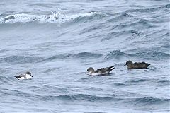 Buller's Shearwater