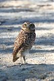 Burrowing Owl