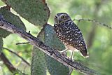 Burrowing Owl