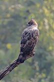 Changeable Hawk-Eagle