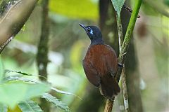Chestnut-backed Antbird perching/standing at Panama