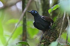 Chestnut-backed Antbird perching/standing at Panama