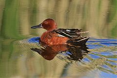 Cinnamon Teal