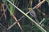 Citrine Wagtail