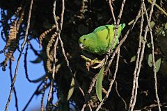 Cobalt-rumped Parrotlet