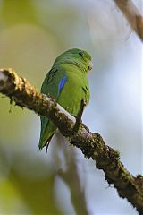 Cobalt-rumped Parrotlet