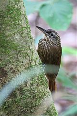 Cocoa Woodcreeper perching/standing at Panama