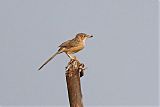 Common Babbler