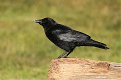 American Crow