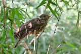 Common Hawk-Cuckoo