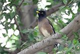 Common Myna