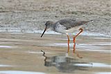 Common Redshank